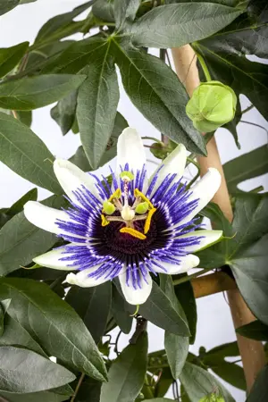 Passiflora caerulea - 2 Ltr, 4 canes - image 2