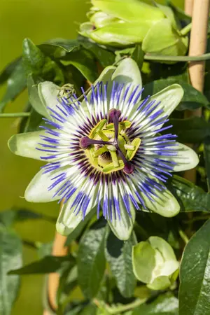 Passiflora caerulea - LINERS 18 CEL TRAY P9 SIZE - image 4