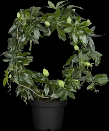 Passiflora caerulea - 2 Ltr, 4 canes - image 1