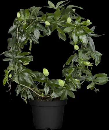 Passiflora caerulea - 175-200 CM C5 + 5 CANES - image 1