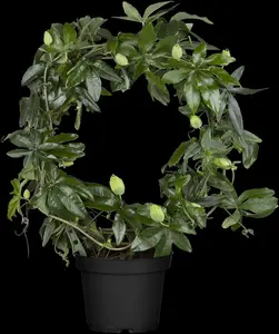 Passiflora caerulea - 175-200 CM C5 + 5 CANES - image 1