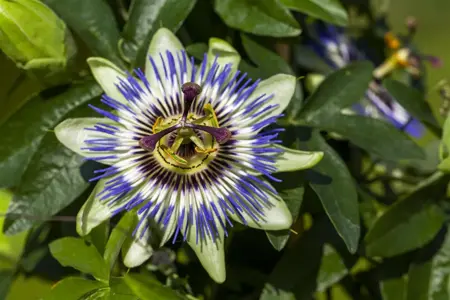 Passiflora caerulea - 2 Ltr, 4 canes - image 5