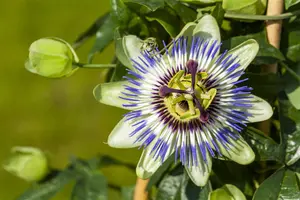 Passiflora caerulea - 200-250 CM C20 3 CANE - image 3