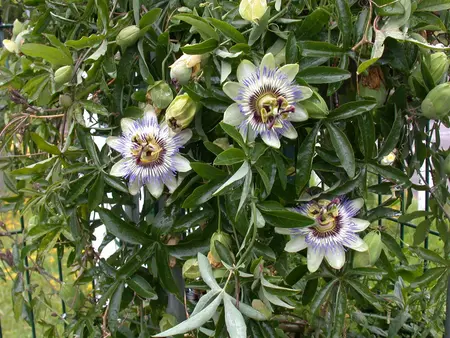 Passiflora caerulea - 2 Ltr, single cane - image 5