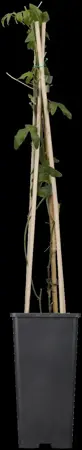 Passiflora caerulea - 2 Ltr, 4 canes - image 4