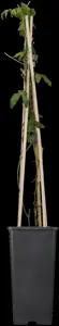 Passiflora caerulea - 2 Ltr, 4 canes - image 4