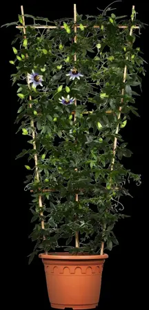 Passiflora caerulea - 2 Ltr, 4 canes - image 3