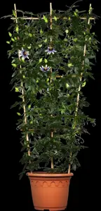Passiflora caerulea - 2 Ltr, 4 canes - image 3