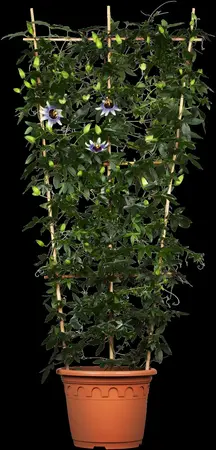 Passiflora caerulea - 175-200 CM C5 + 5 CANES - image 3