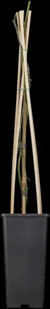 Passiflora caerulea 'Const.Elliott' - 2 Ltr, 3 canes