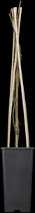 Passiflora caerulea 'Const.Elliott' - 2 Ltr, 4 canes