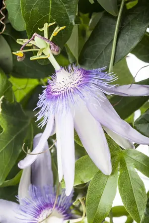 Passiflora 'Snow Queen'? - 100-125 CM C5 + 5 CANES - image 2