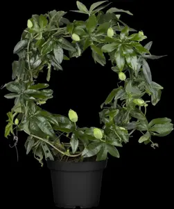Passiflora 'Snow Queen'? - 100-125 CM C5 + 5 CANES - image 3