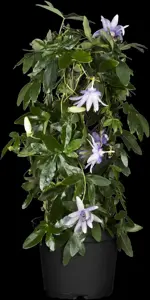 Passiflora 'Snow Queen'?