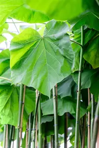 Paulownia fortunei 'Fast Blue' - 160-180 CM C12 - image 3