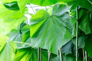 Paulownia fortunei 'Fast Blue' - 160-180 CM C12 - image 2