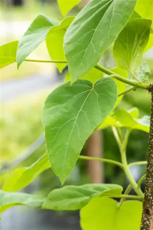 Paulownia tomentosa - STDS 12-14 CM CONT - image 3