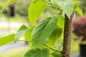 Paulownia tomentosa - STDS 12-14 CM CONT - image 4