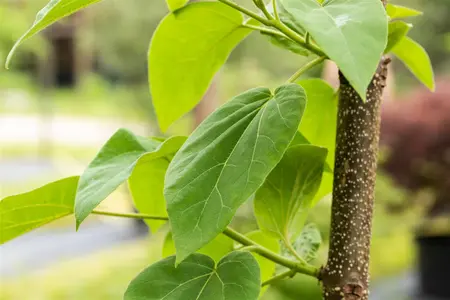 Paulownia tomentosa - 175-200 CM C10 - image 4