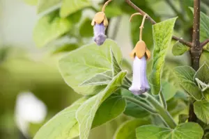 Paulownia tomentosa - STD 16-18 CM CONT    - image 2