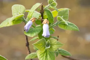 Paulownia tomentosa
