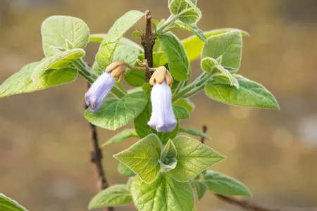 Paulownia tomentosa - 5-10 CM P9 - image 1