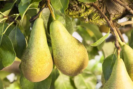 PEAR CONCORDE QA 12L - image 2
