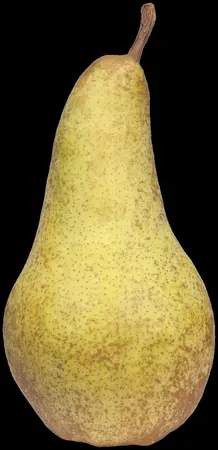 PEAR CONCORDE QA 12L - image 1