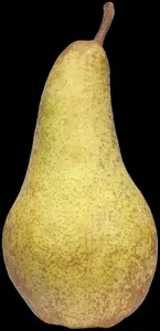PEAR CONCORDE QA