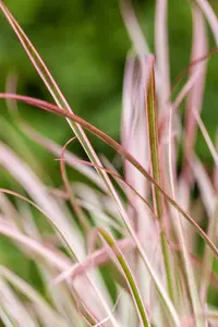 Pennisetum adv. 'Fireworks'? - 2 Ltr pot - image 2