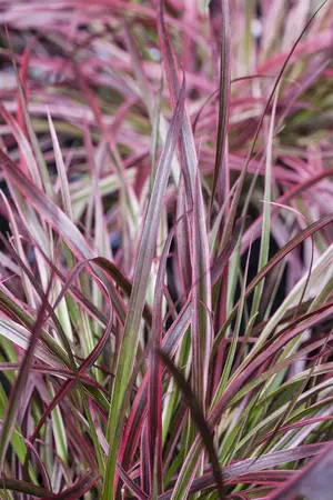 Pennisetum adv. 'Fireworks'? - 2 Ltr pot - image 5