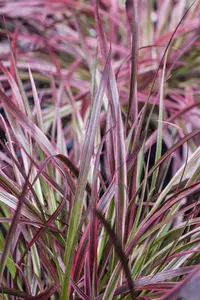 Pennisetum adv. 'Fireworks'? - 2 Ltr pot - image 5