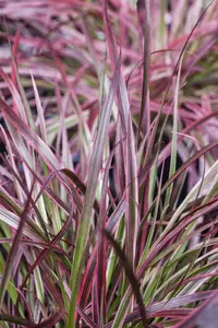 Pennisetum adv. 'Fireworks'? - P11 - image 3