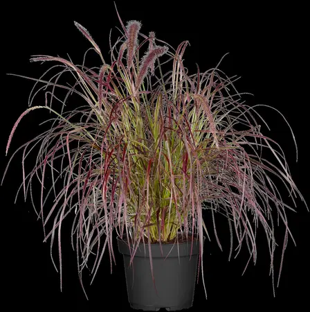 Pennisetum adv. 'Fireworks'? - 2 Ltr pot - image 3