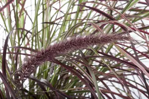 Pennisetum adv. 'Fireworks'? - 2 Ltr pot - image 4