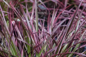 Pennisetum adv. 'Fireworks'? - P11 - image 4