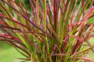 Pennisetum adv. 'Fireworks'? - P11 - image 5