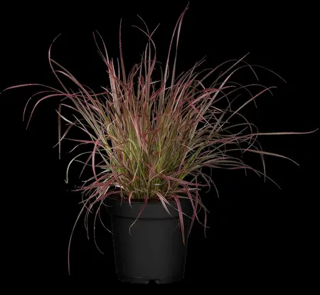Pennisetum adv. 'Fireworks'? - 2 Ltr pot - image 1