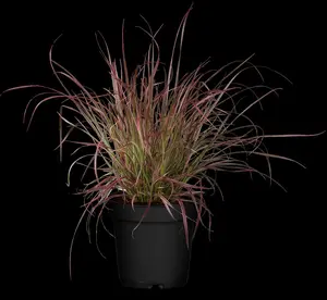 Pennisetum adv. 'Fireworks'?