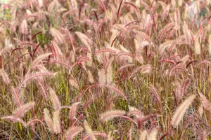 Pennisetum adv. 'Rubrum'