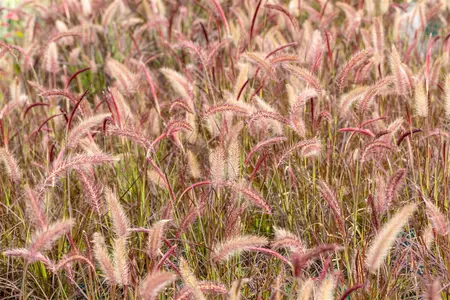 Pennisetum adv. 'Rubrum' - 4.5 Ltr pot