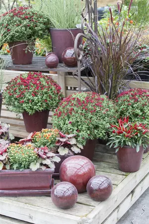 Pennisetum adv. 'Rubrum Dwarf' - 3 Ltr pot - image 3