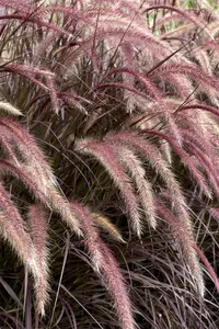 Pennisetum adv. 'Rubrum Dwarf' - 3 Ltr pot - image 5