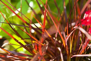 Pennisetum adv. 'Rubrum Dwarf'
