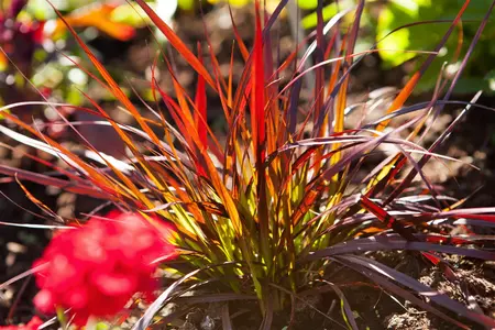Pennisetum adv. 'Rubrum Dwarf' - 2 Ltr pot - image 2