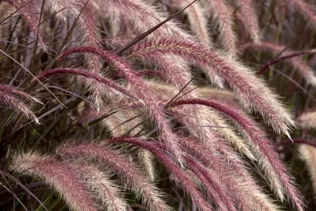Pennisetum adv. 'Rubrum Dwarf' - 2 Ltr pot - image 4