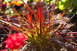 Pennisetum adv. 'Rubrum Dwarf' - 3 Ltr pot - image 2