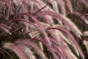 Pennisetum adv. 'Rubrum Dwarf' - 3 Ltr pot - image 4