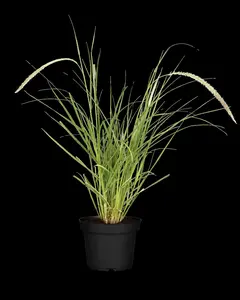 Pennisetum adv. 'Skyrocket'?