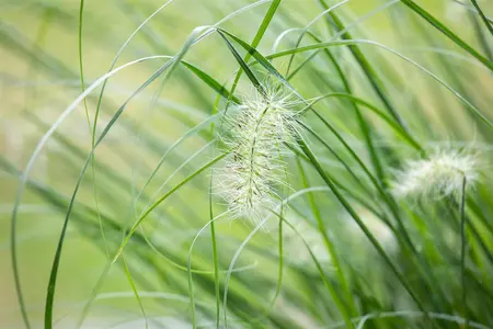 Pennisetum adv. 'Skyrocket'? - 2 Ltr pot - image 2